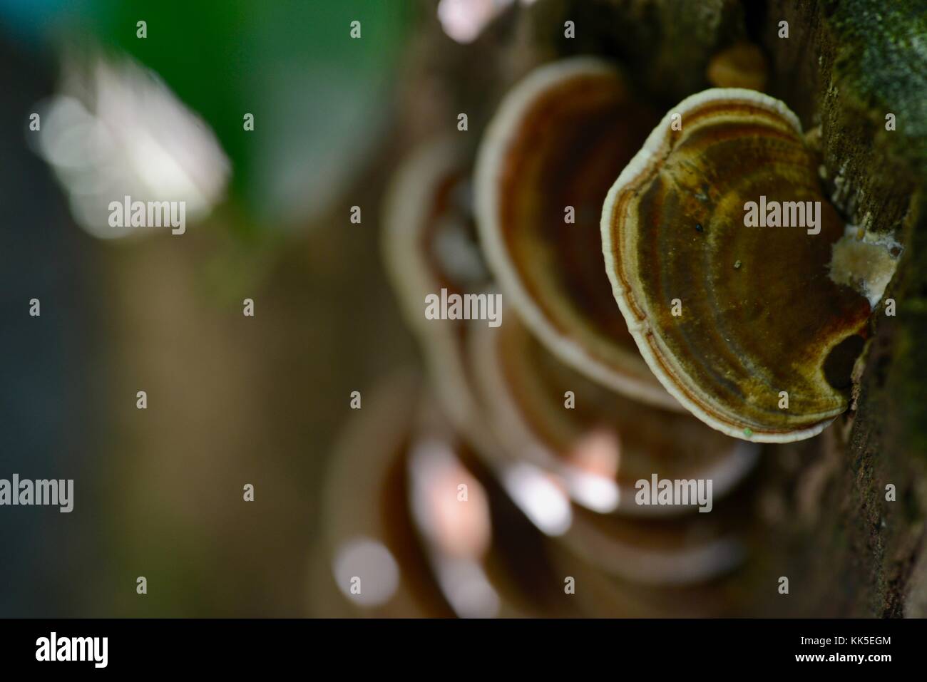 Australian Fungus High Resolution Stock Photography and Images - Alamy