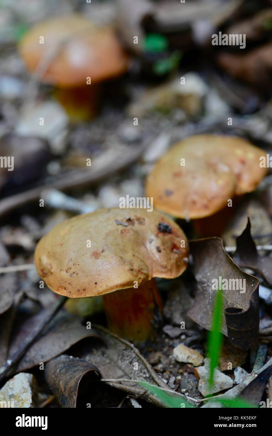 Mushrooms and toadstools growing on the forest floor in Girringun