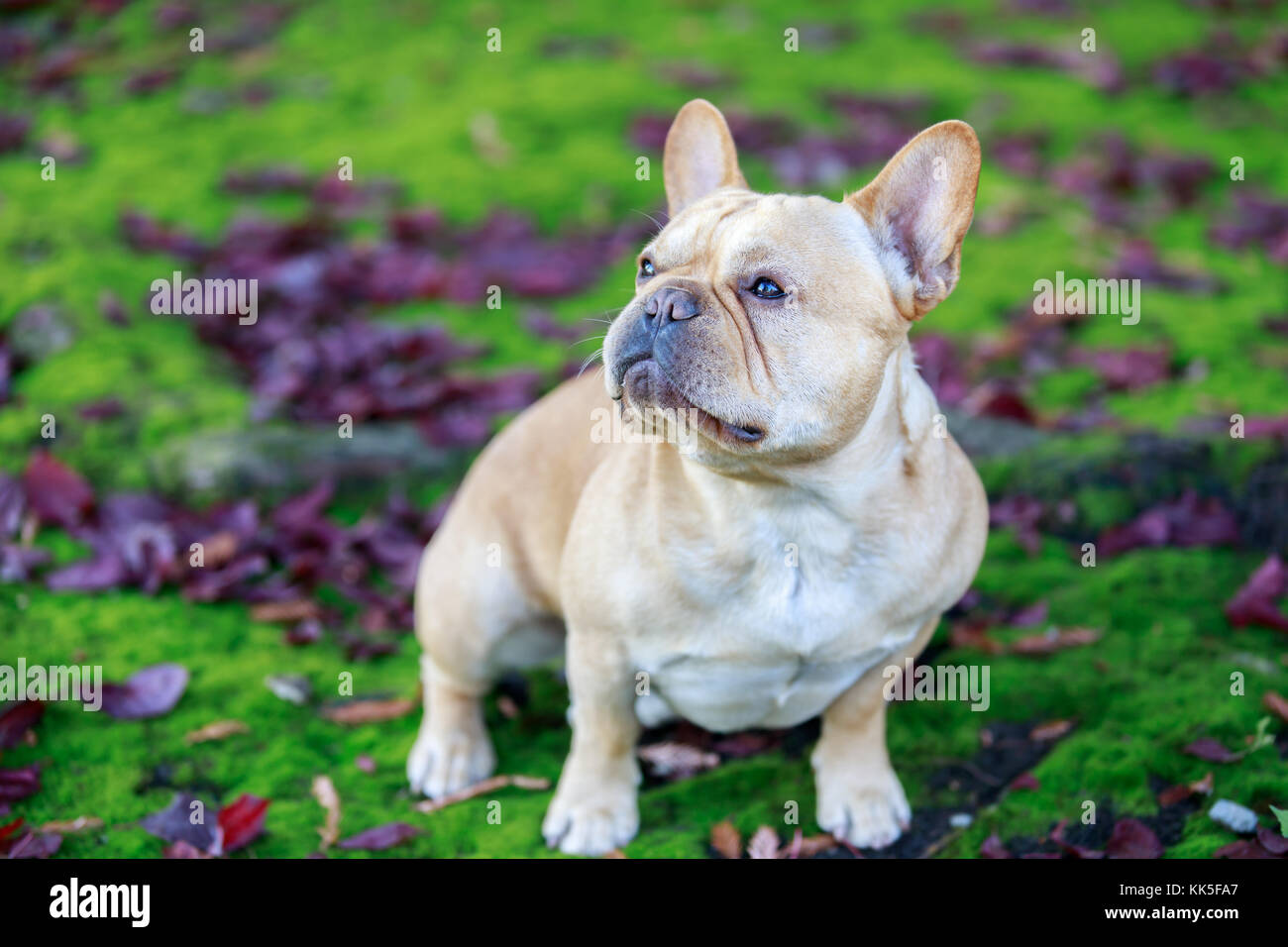 French Bulldog with Purple Leaved Plum Leaves and Moss. Stock Photo