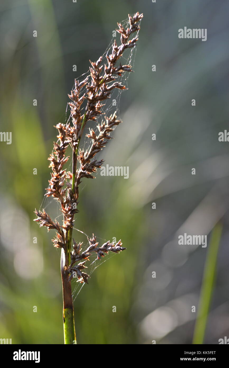 Grass Seed Head High Resolution Stock Photography and Images Alamy