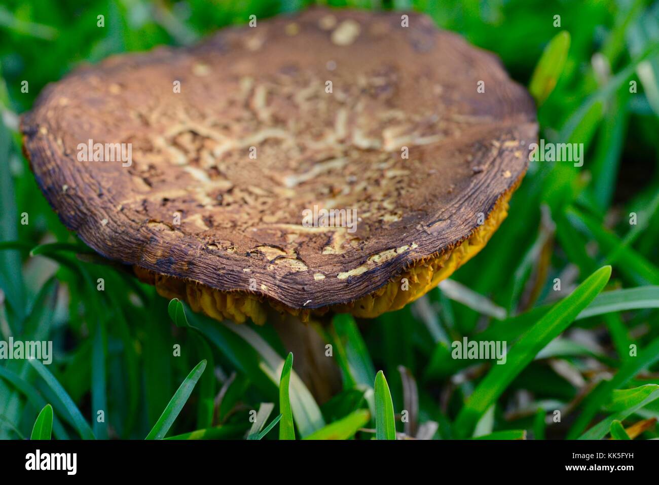 Mushrooms and toadstools growing on the forest floor in Girringun