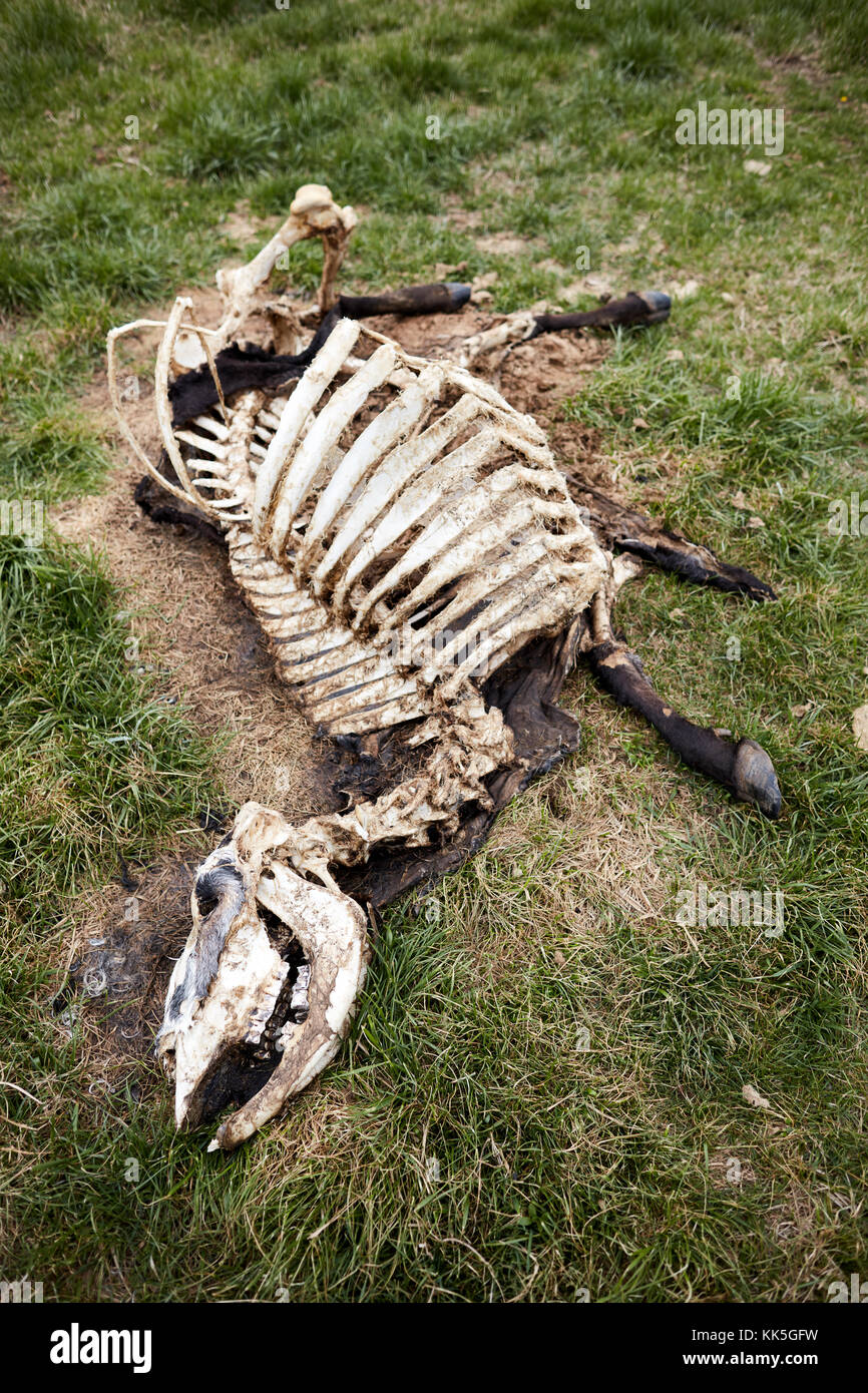 Skeleton with skin of dead cow decomposing in grass Stock Photo