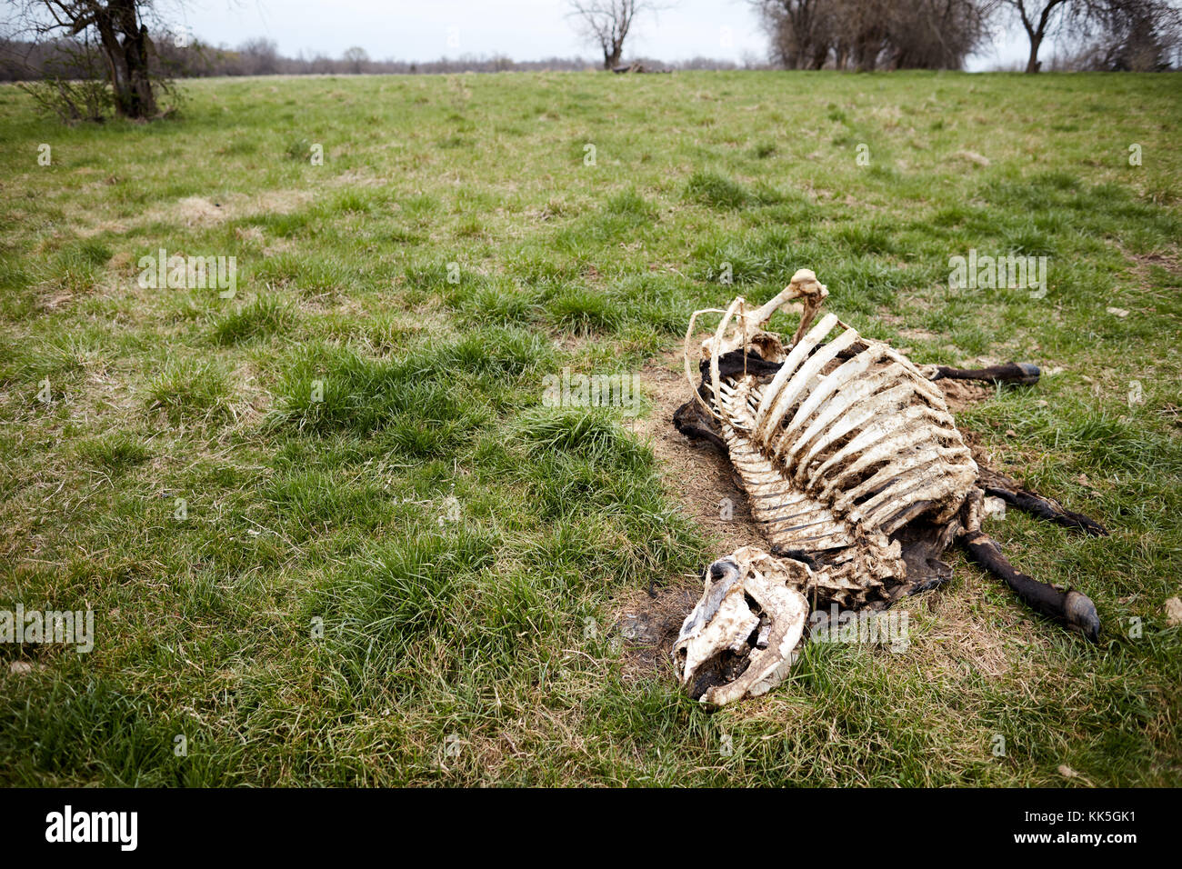 Dead cow skeleton with skin decomposing on grass Stock Photo