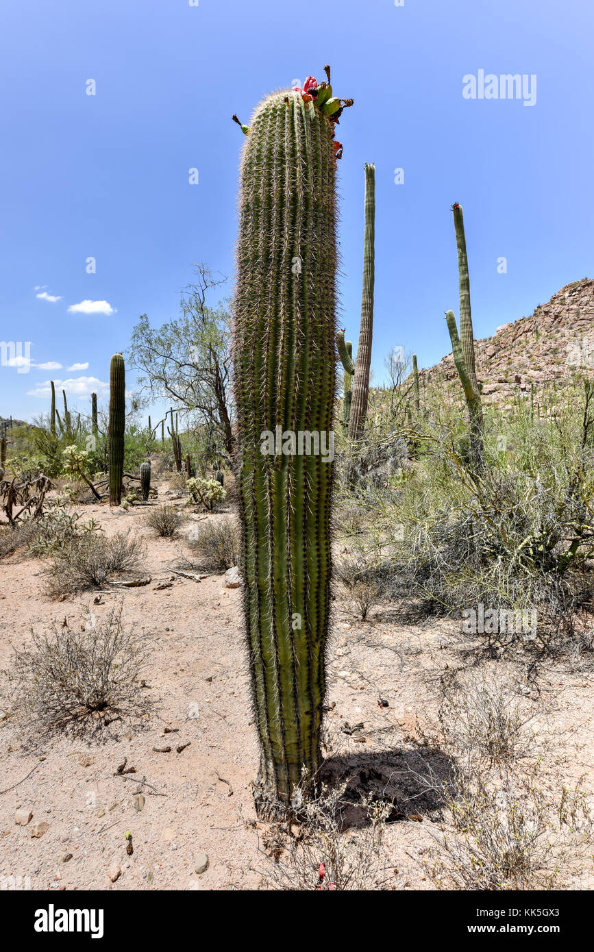 Massive cactus at Saguaro National Park in Arizona Stock Photo Alamy