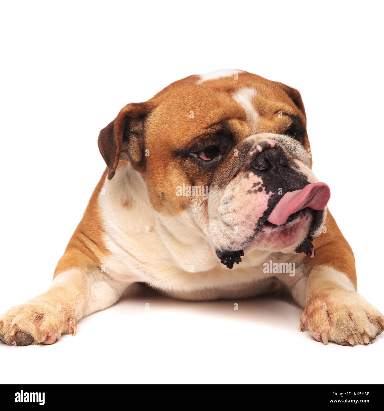 grumpy english bulldog is sticking out tongue to side on white background Stock Photo