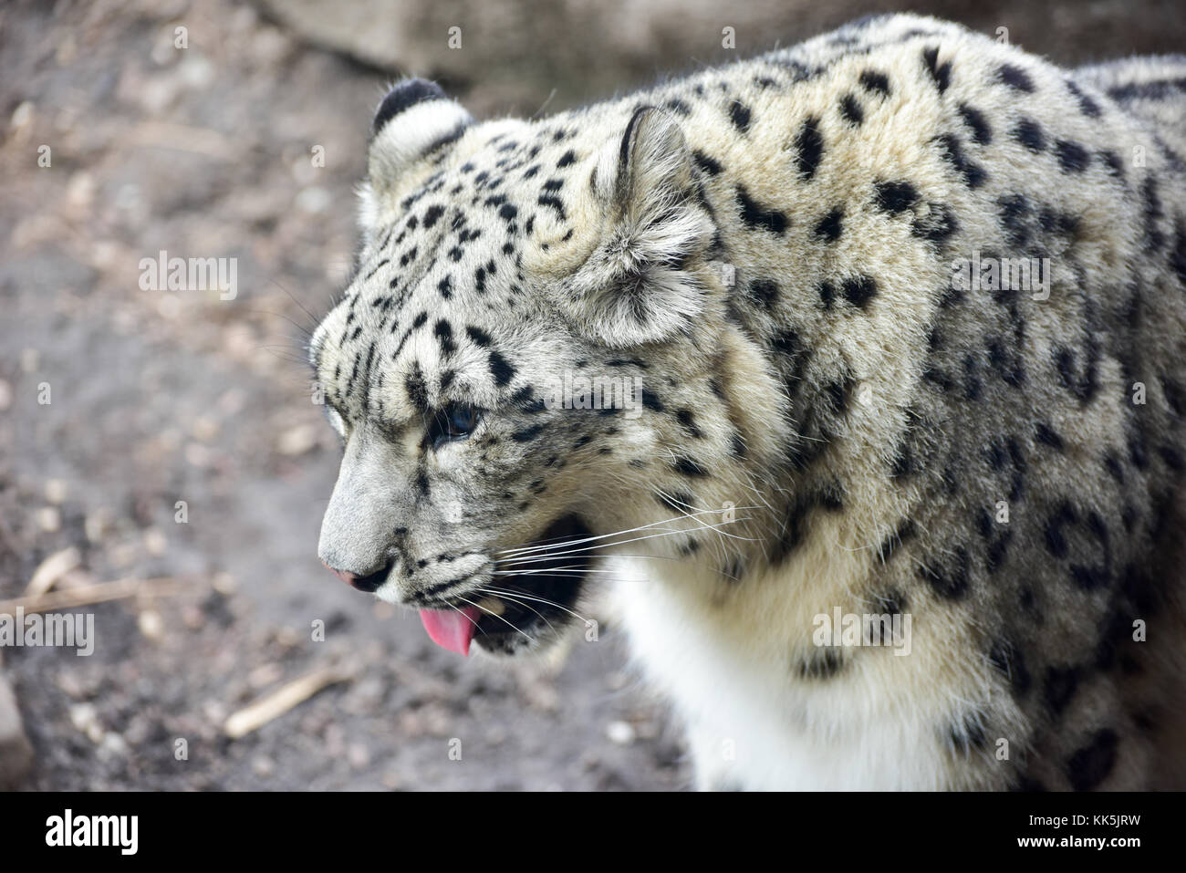 The snow leopard or ounce is a large cat native to the mountain ranges