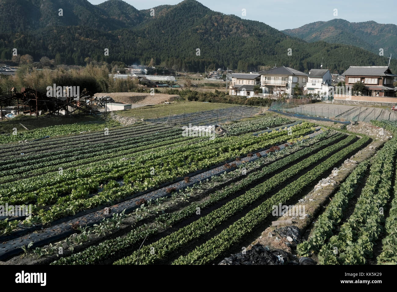Farm near Kyoto. Japan Stock Photo Alamy