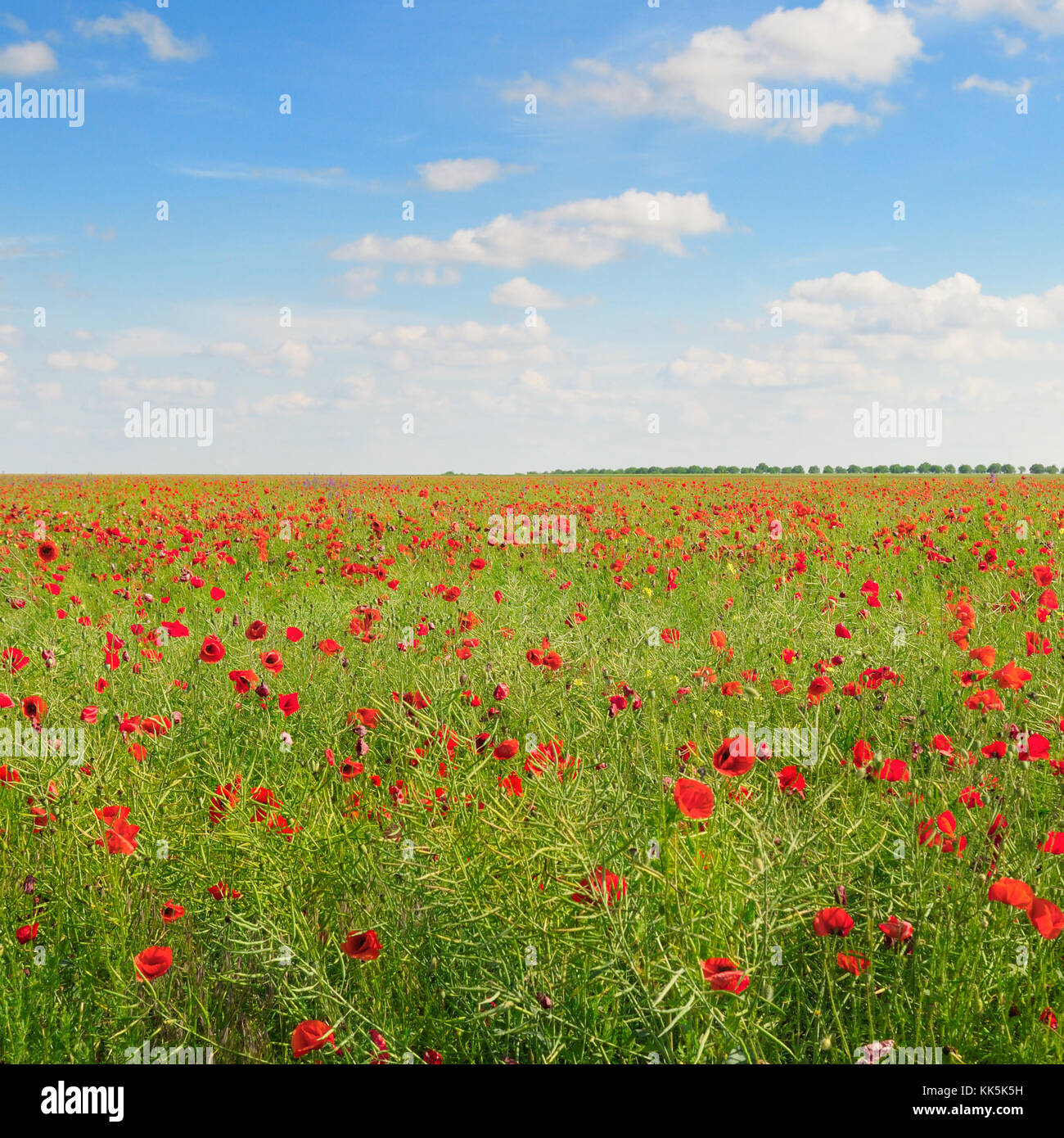 poppies on green field and blue sky Stock Photo - Alamy