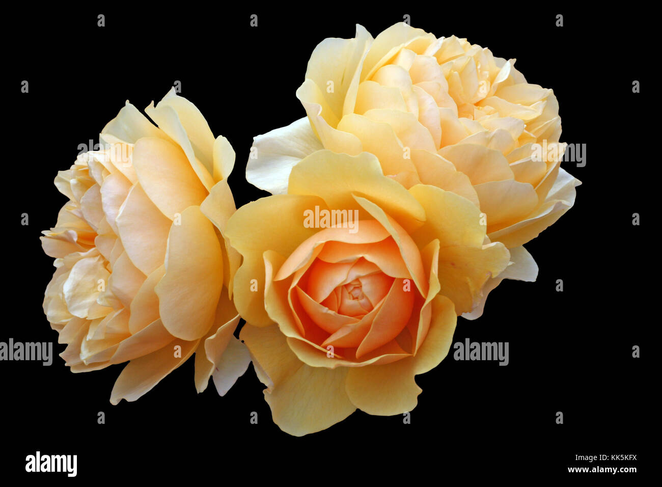 Roses gardening hi-res stock photography and images - Alamy