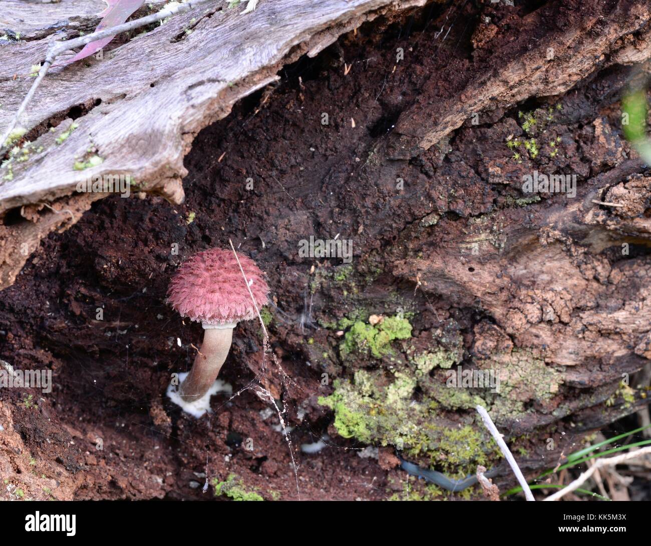 Mushrooms and toadstools growing on the forest floor in Girringun