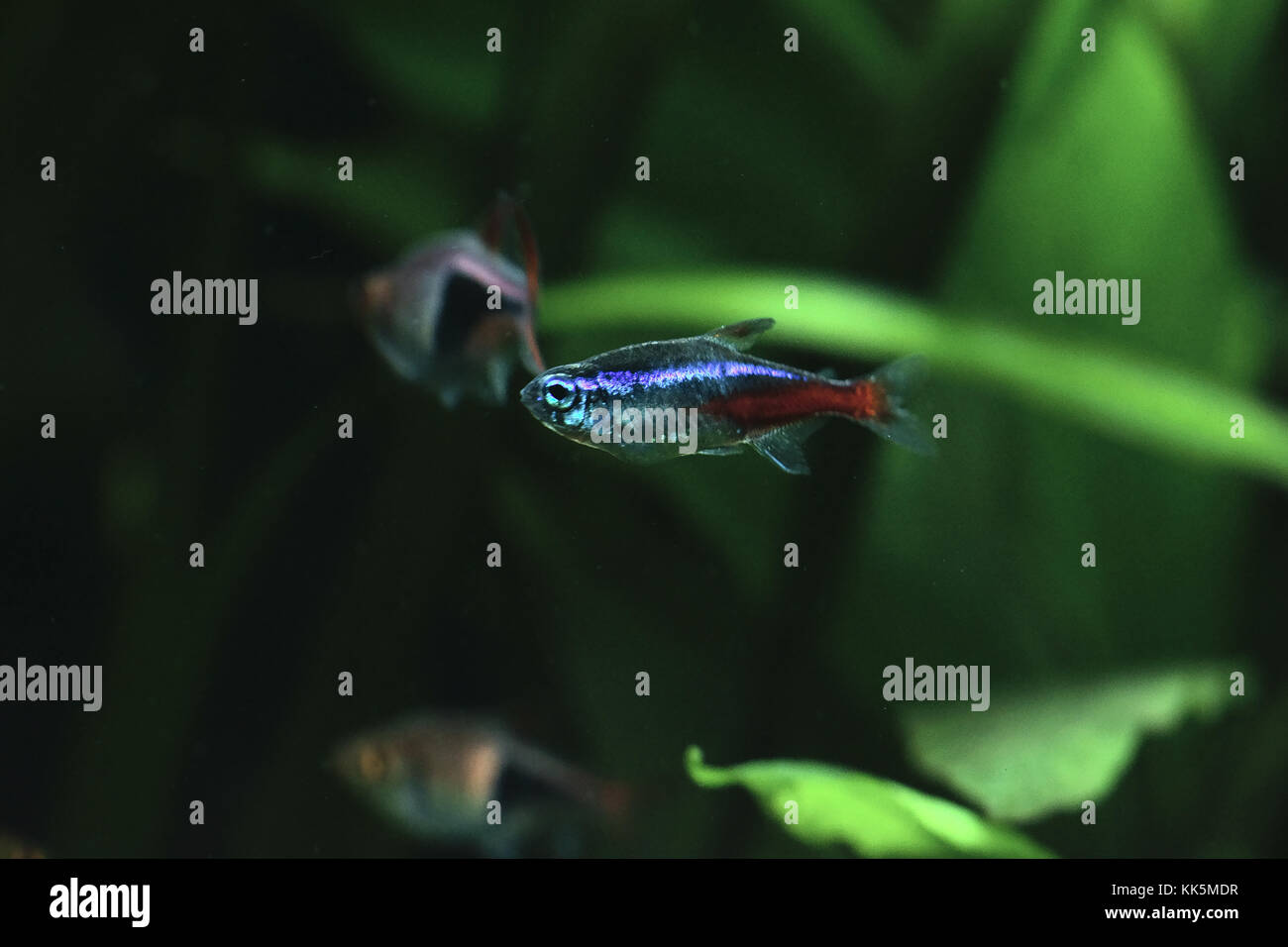 Acquarium fresh water fish - neon fish and rasbora harlequin fish Stock Photo