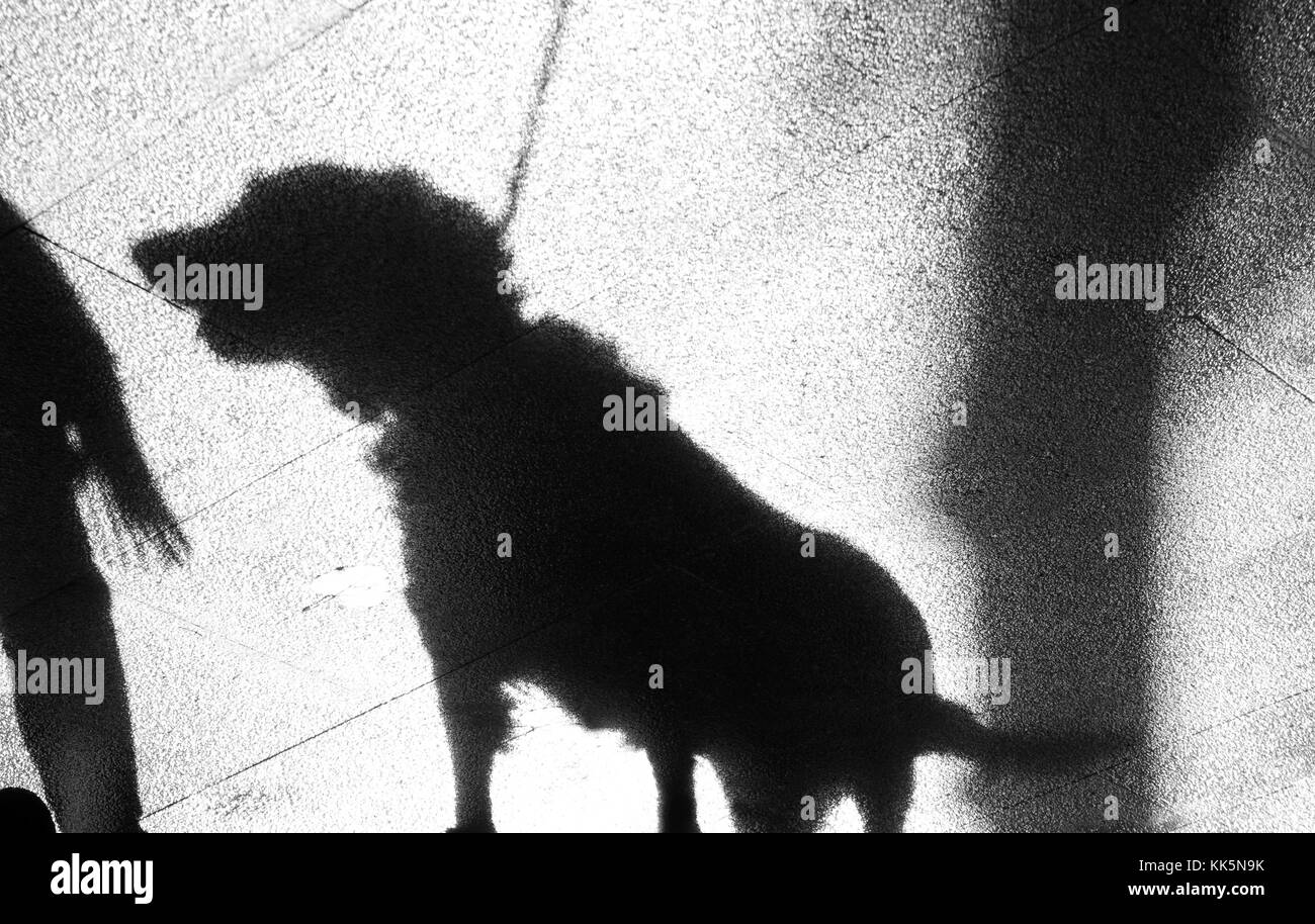 Blurry shadow on wet shiny sidewalk of a person with a dog on a leash Stock Photo