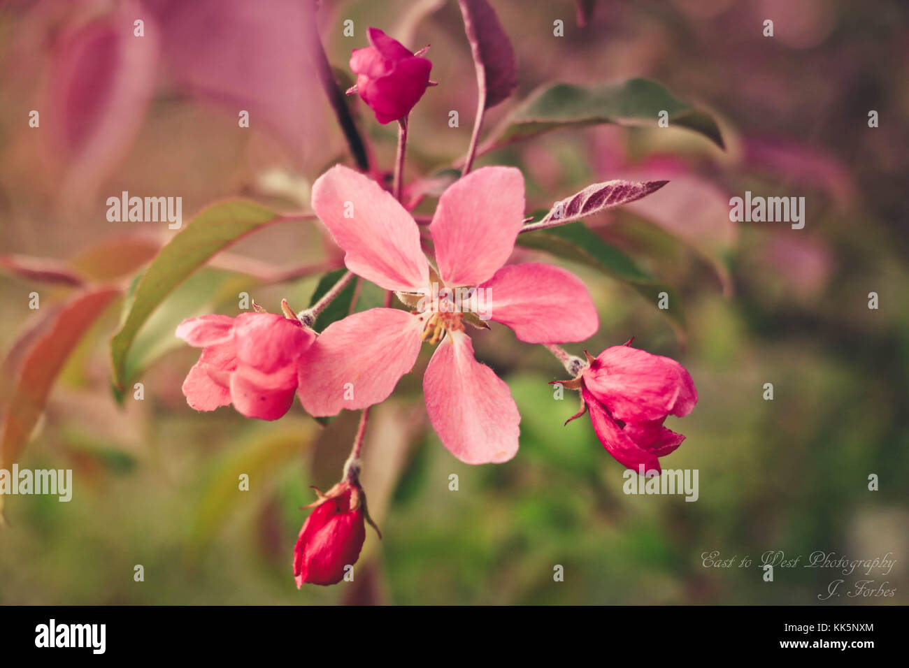 PInk cherry blossom type flowers Stock Photo