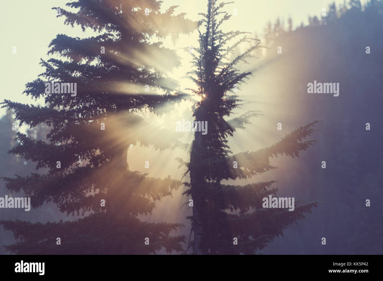 Sunbeams in morning summer forest Stock Photo - Alamy