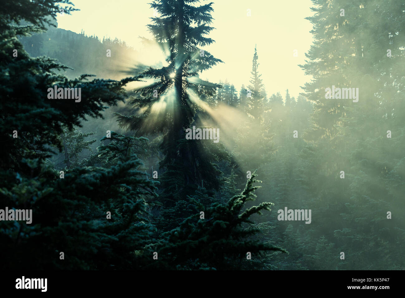 Sunbeams in morning summer forest Stock Photo - Alamy