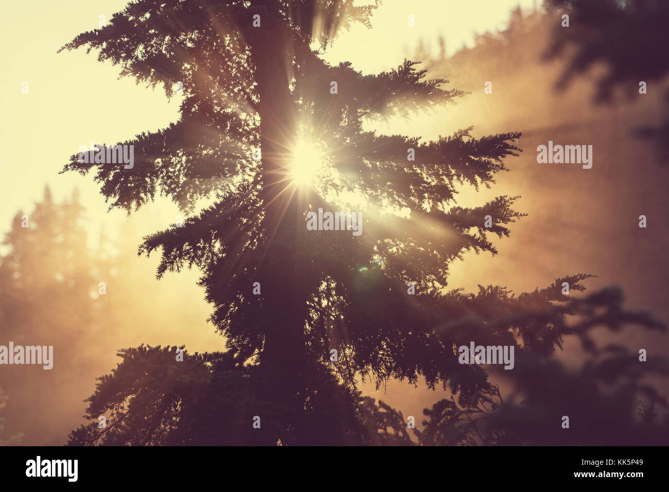 Sunbeams in morning summer forest Stock Photo - Alamy