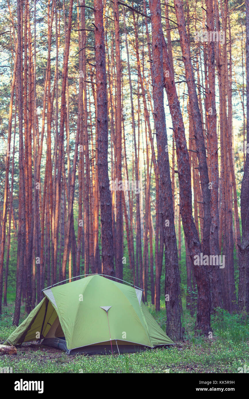Tent in a forests campsite Stock Photo - Alamy