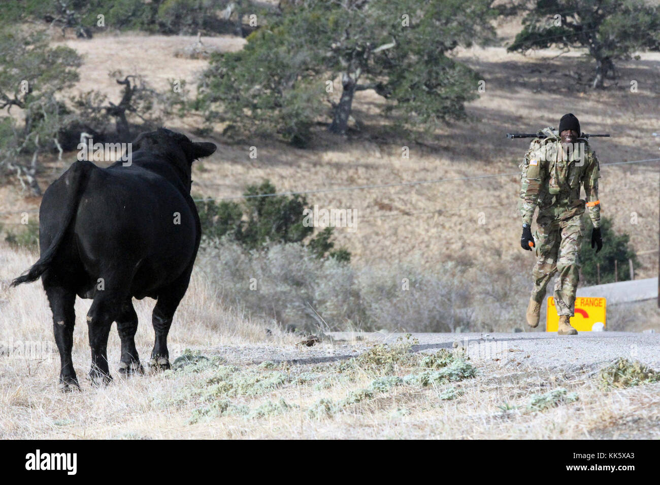 Spc. Deng A. Deng, right, gets an unusual spectator — a 3,000-pound bull — as he enters the finish line of the 12-mile Ruck Sack March Nov. 6 in the 2017-18 California Army National Guard Best Warrior Competition at Camp San Luis Obispo, California. Deng was first overall to complete the course. (Army National Guard photo by Staff Sgt. Eddie Siguenza) Stock Photo