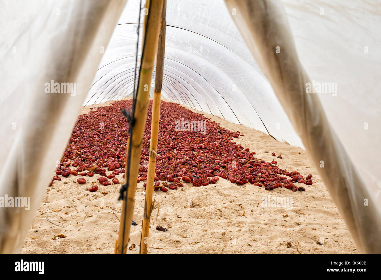 Typical spanish nyora. dry peppers. farming under plastic cover Stock