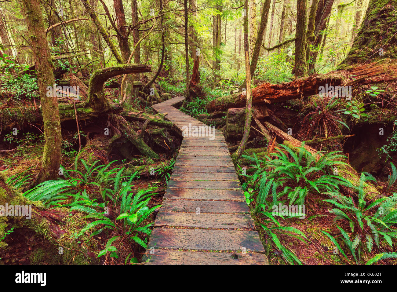 Rain forest in Vancouver island, British Columbia, Canada Stock Photo
