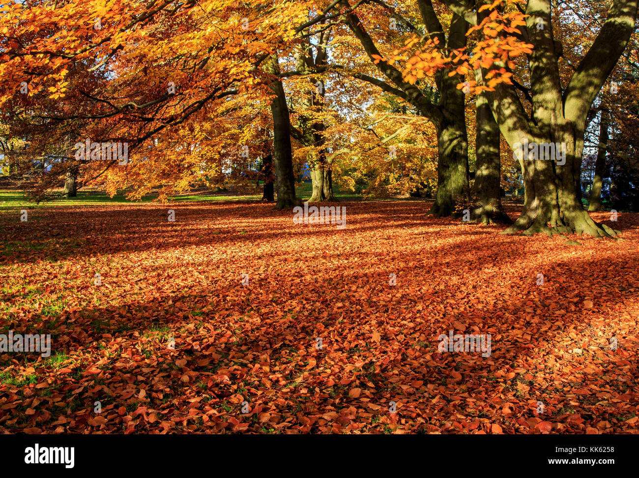 Autumn colours - fallen leaves in a park Stock Photo - Alamy