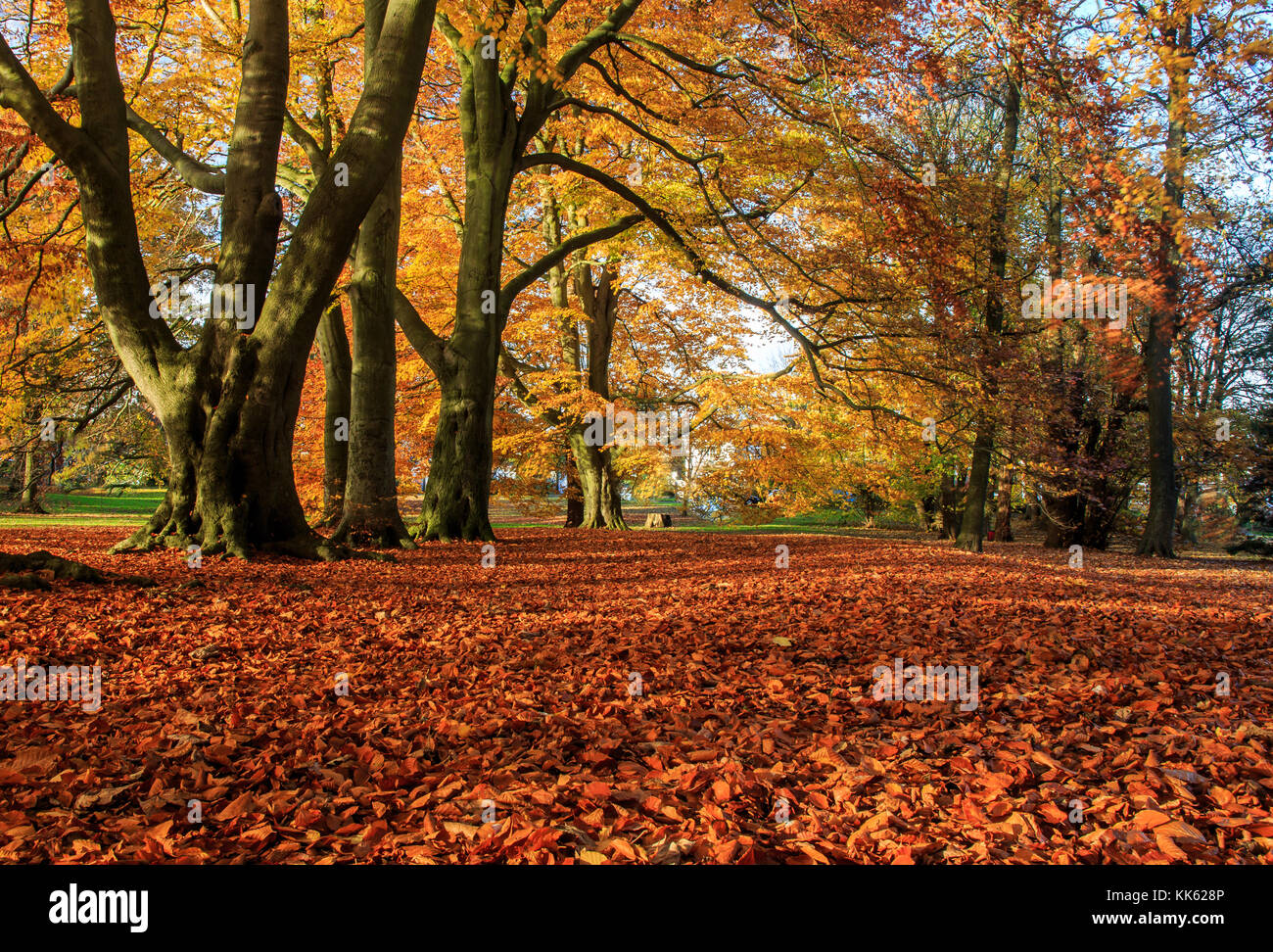 Autumn colours - fallen leaves in a park Stock Photo - Alamy