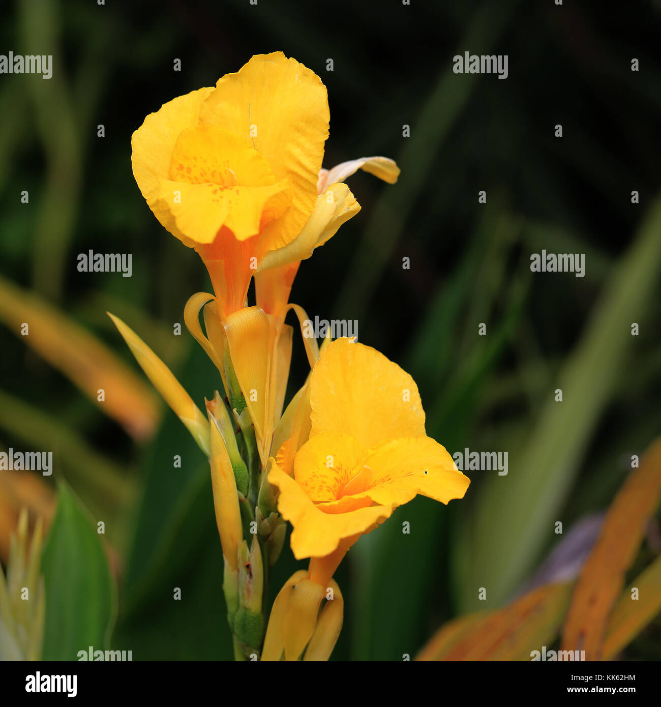 Yellow Canna Lily flowers. Stock Photo