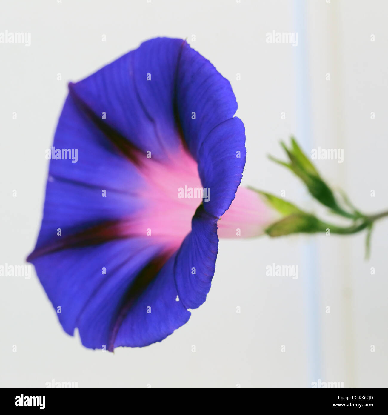 Morning Glory flower, (Ipomoea nil). Stock Photo
