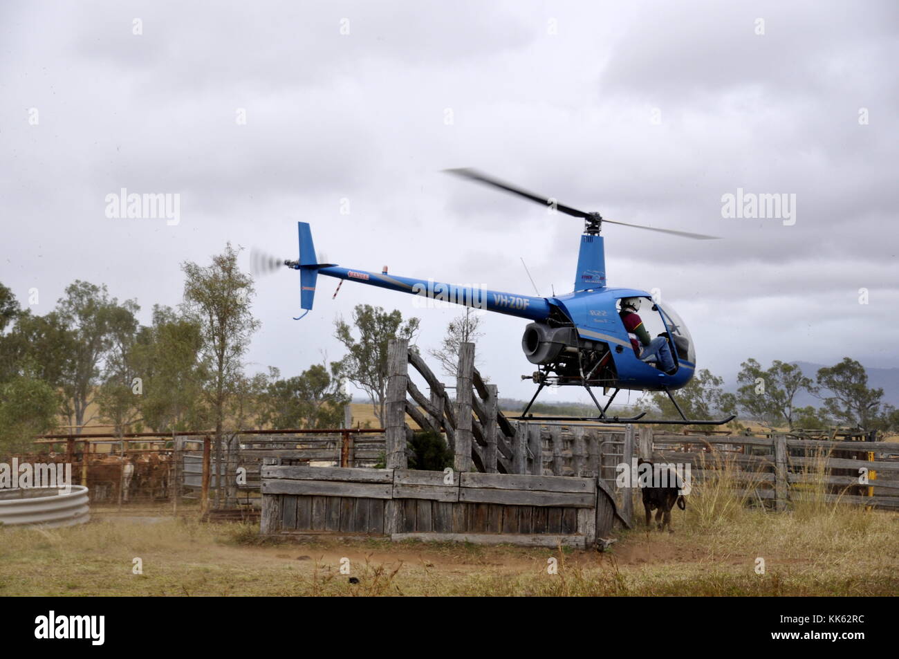 MUSTERING CATTLE BY HELICOPTER Stock Photo