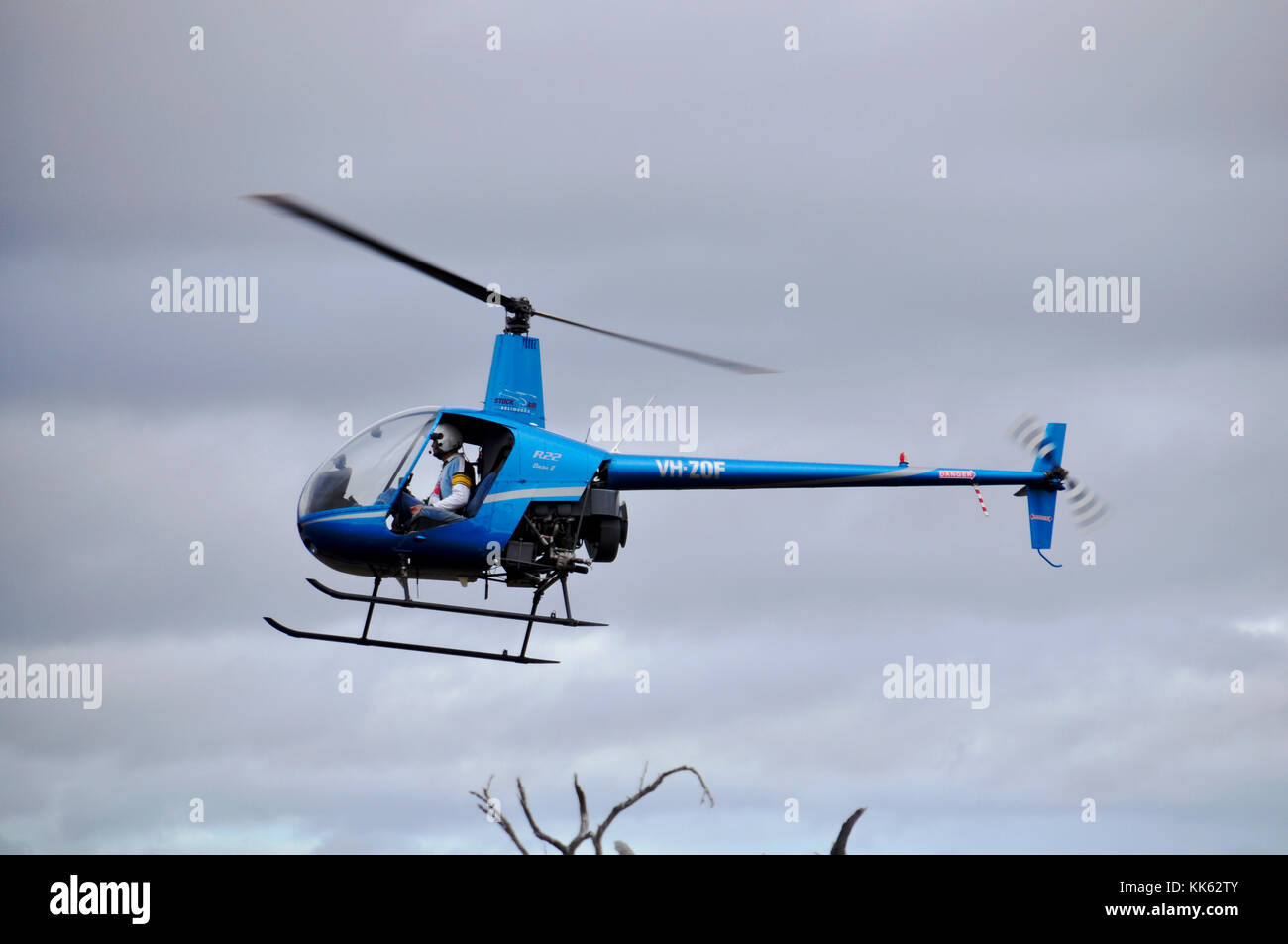 MUSTERING CATTLE BY HELICOPTER Stock Photo