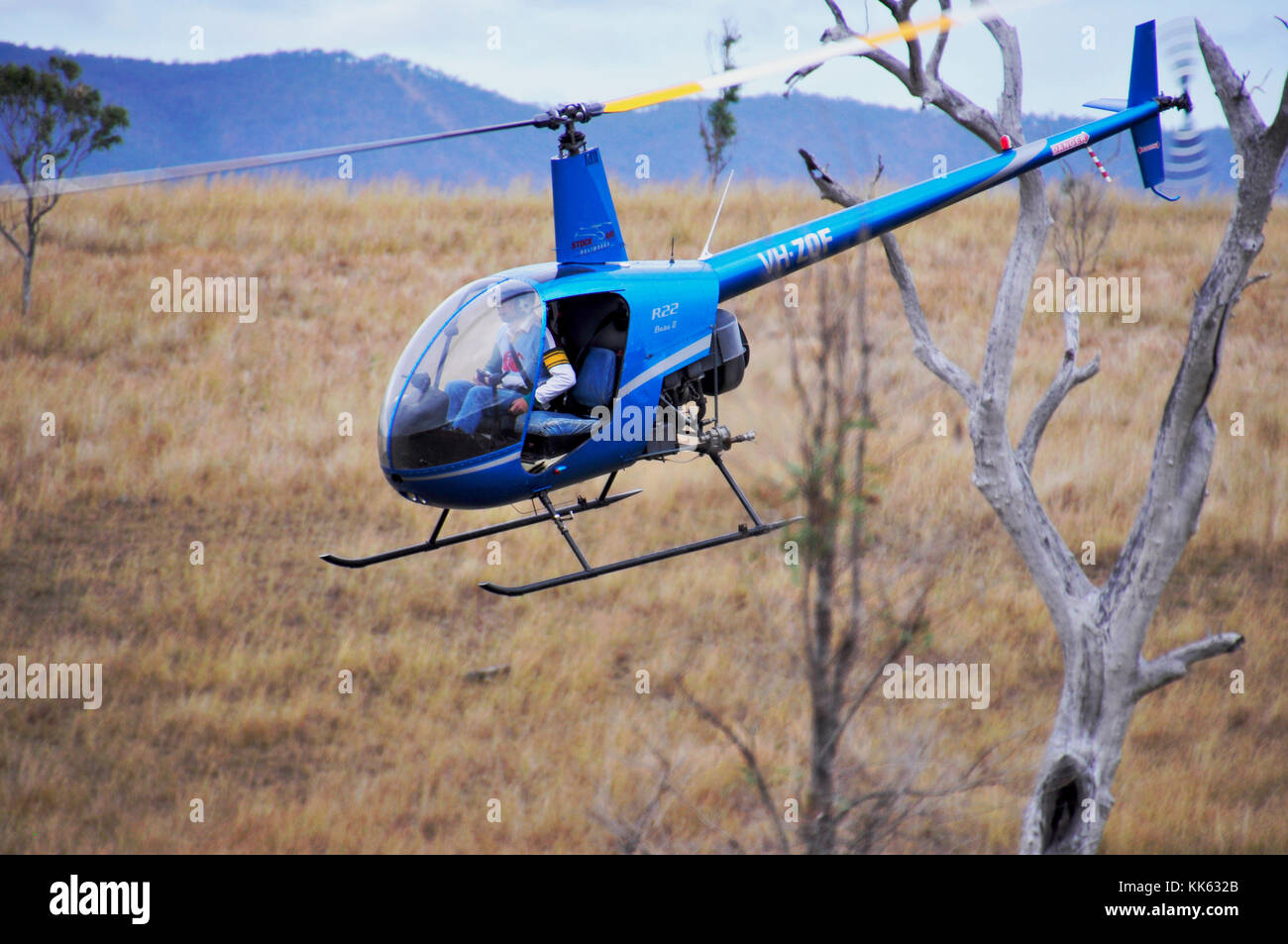 MUSTERING CATTLE BY HELICOPTER Stock Photo