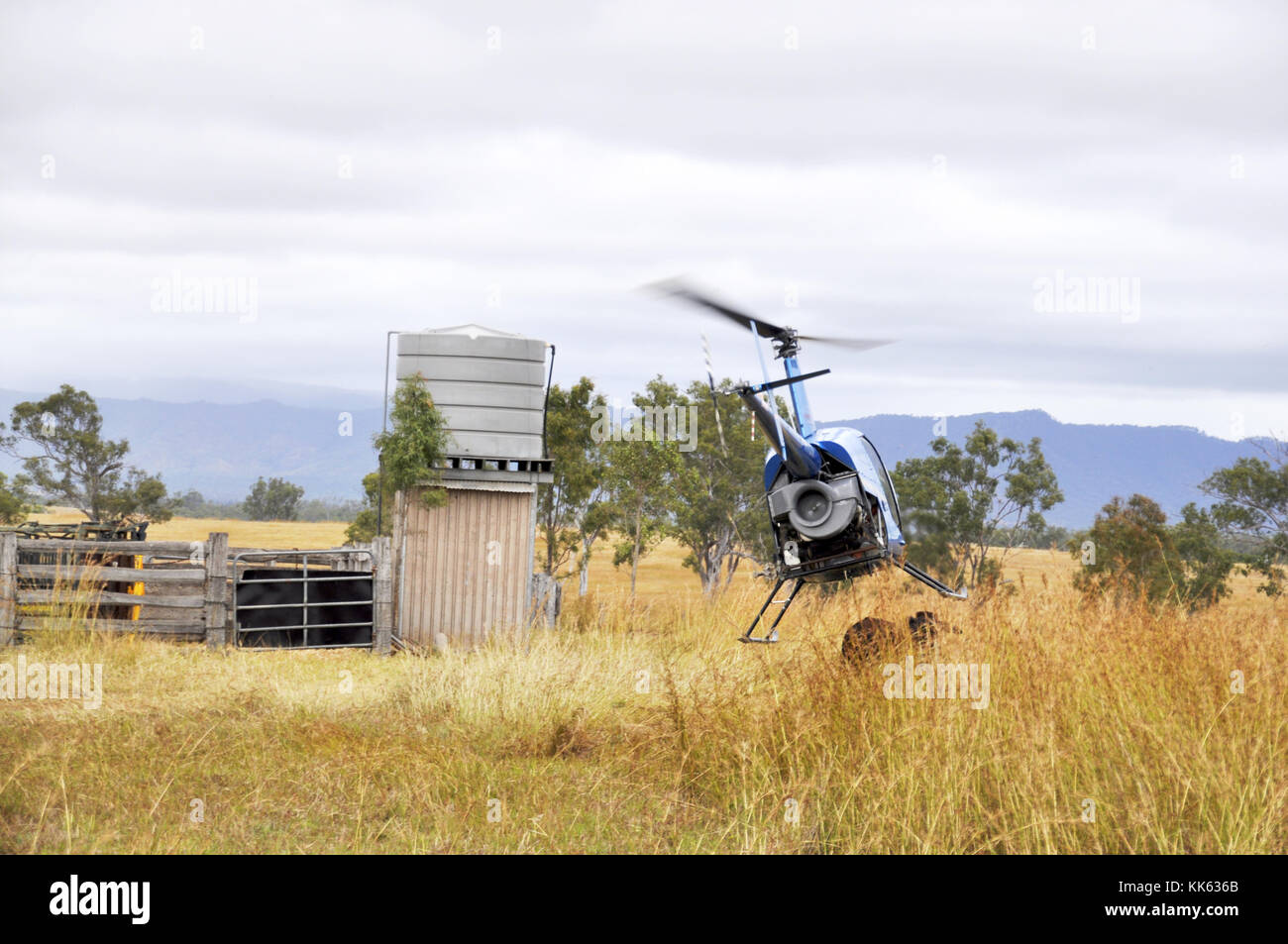 Australia cattle helicopter hires stock photography and images Alamy