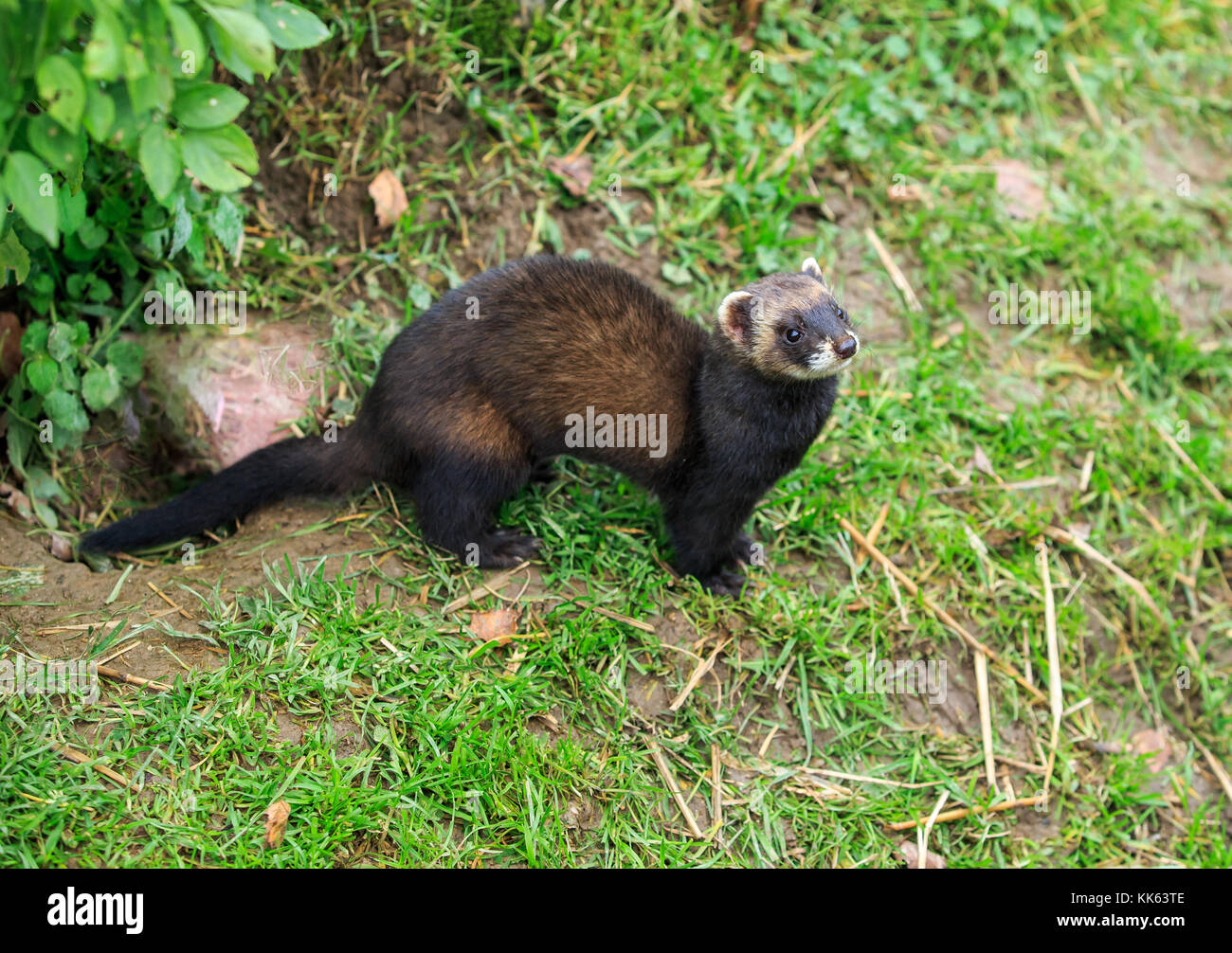 Striped Polecat Stock Photos & Striped Polecat Stock Images Alamy