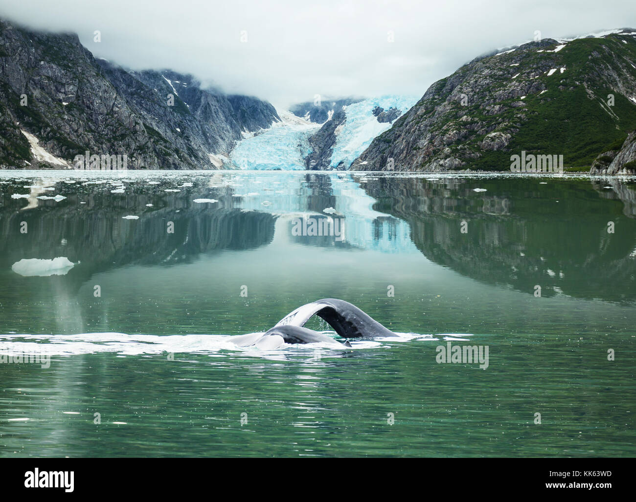 whale safari on Alaska Stock Photo - Alamy