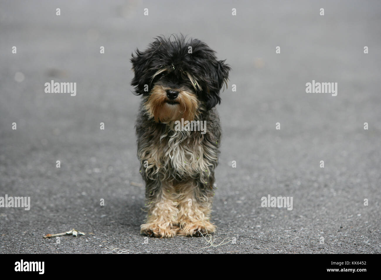 Poodle Terrier Stock Photos Poodle Terrier Stock Images Alamy