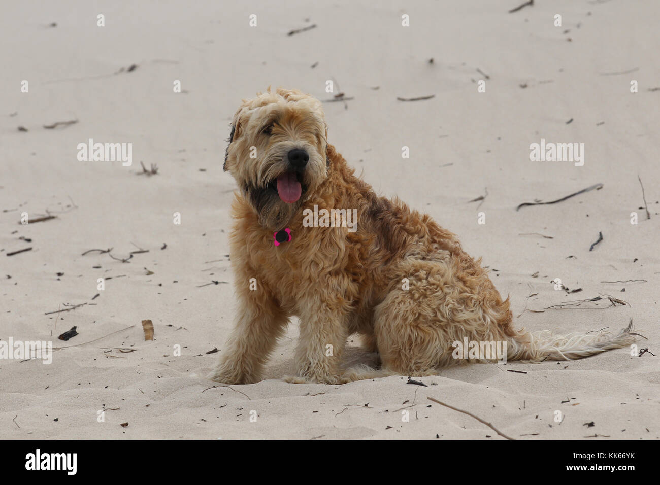 soft coated wheaten terrier soft coated wheaten terrier