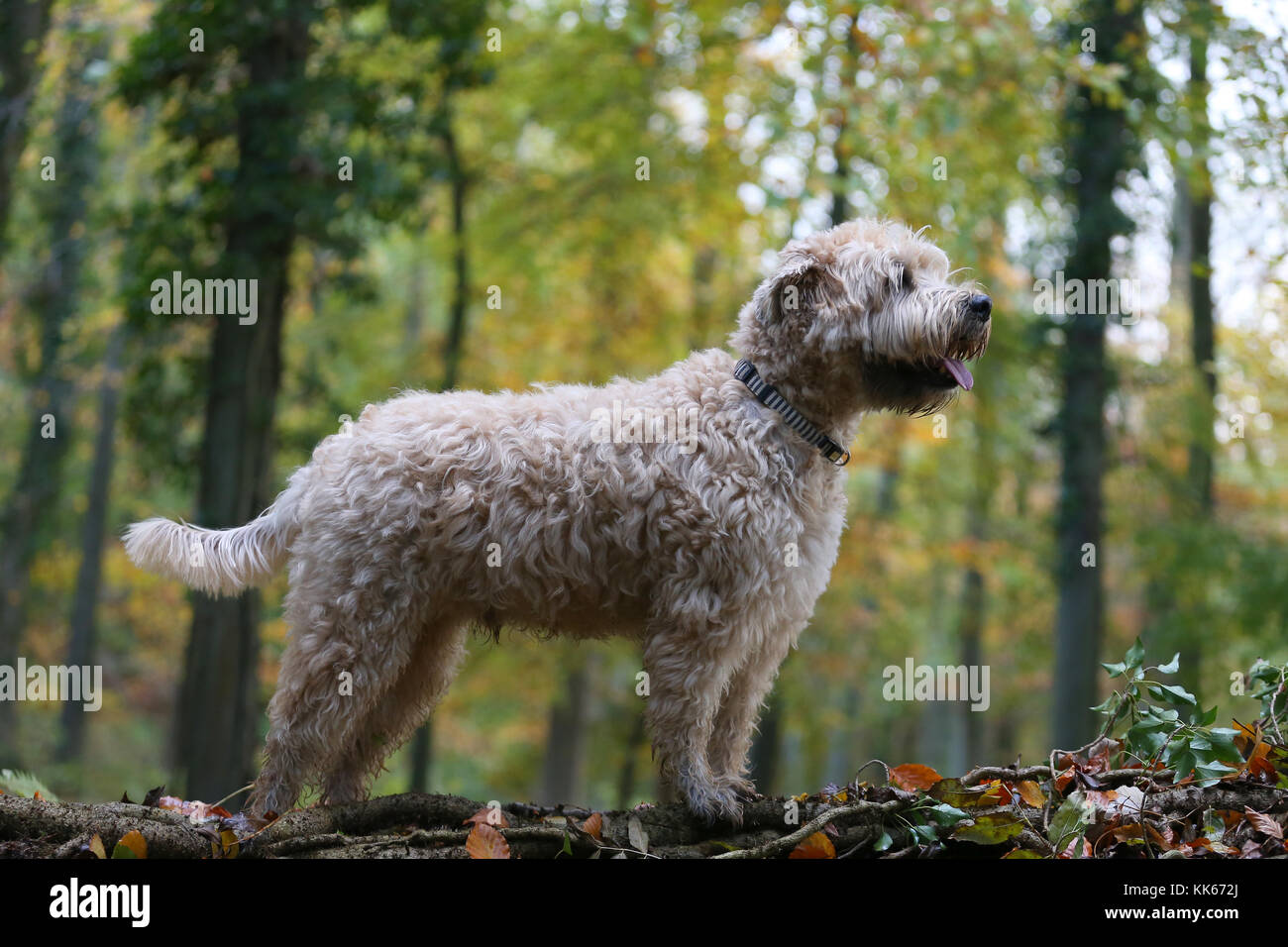 large wheaten terrier