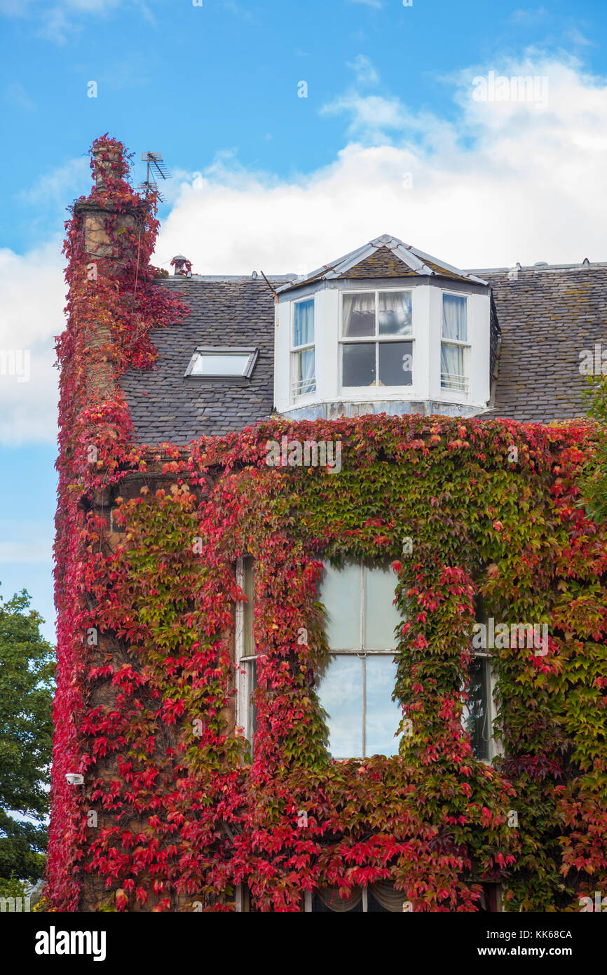 A house covered in ivy in Edinburgh Scotland. Stock Photo