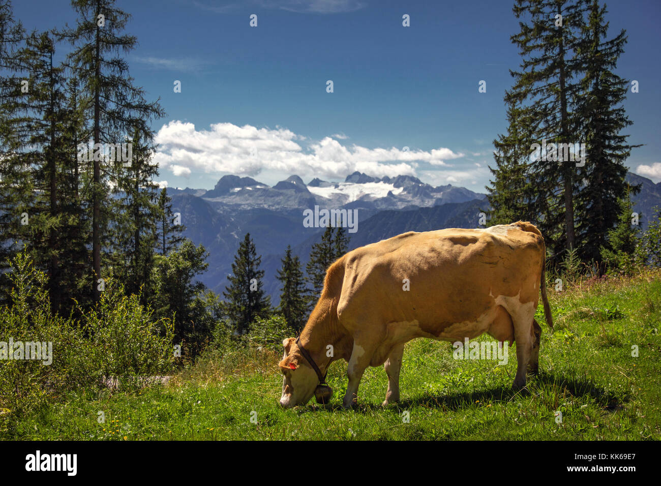 Brown cow grazing on pastures of highlands in the Austrian Alps Stock ...