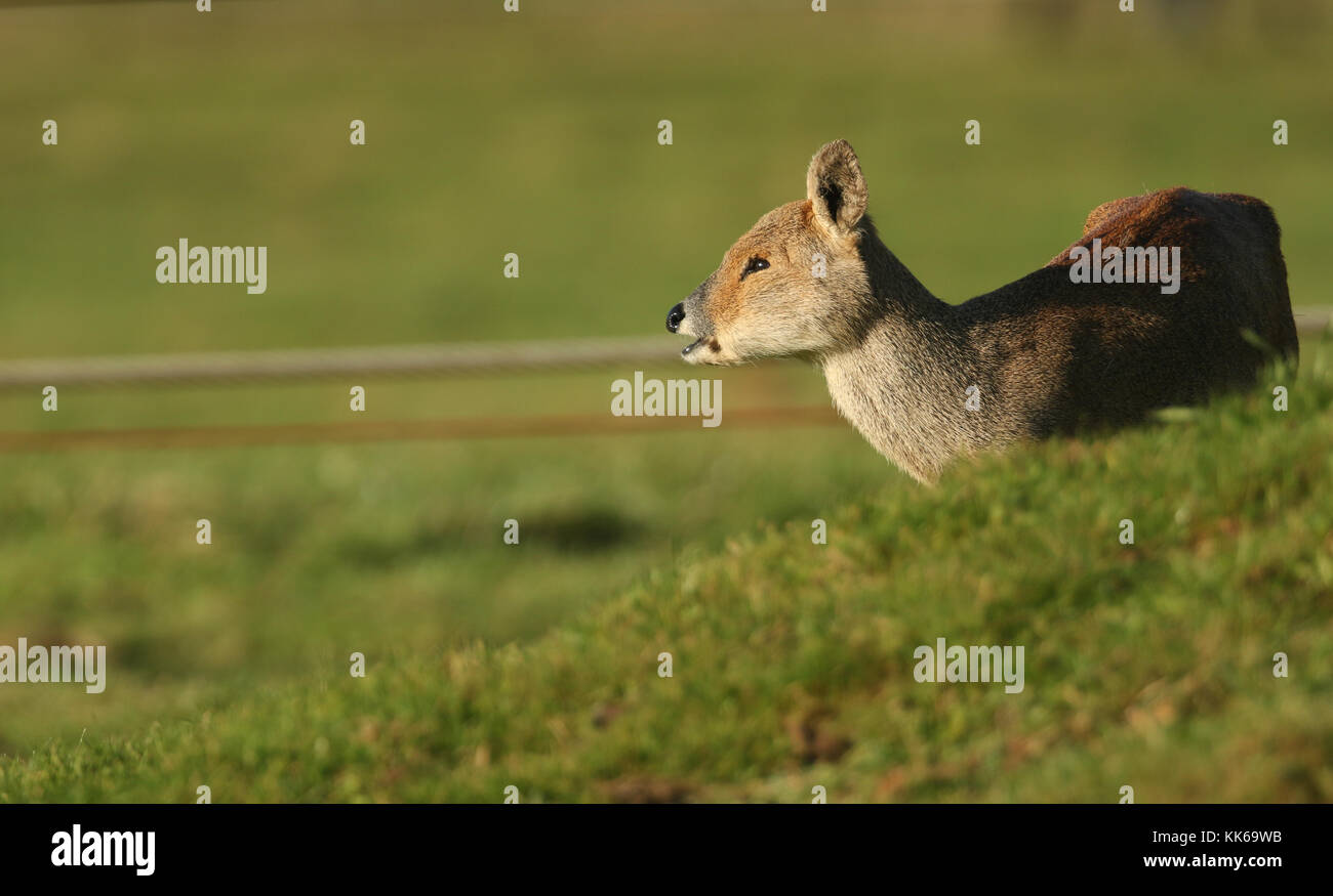 A Beautiful Chinese Water Deer Hydropotes Inermis Feeding In A Field