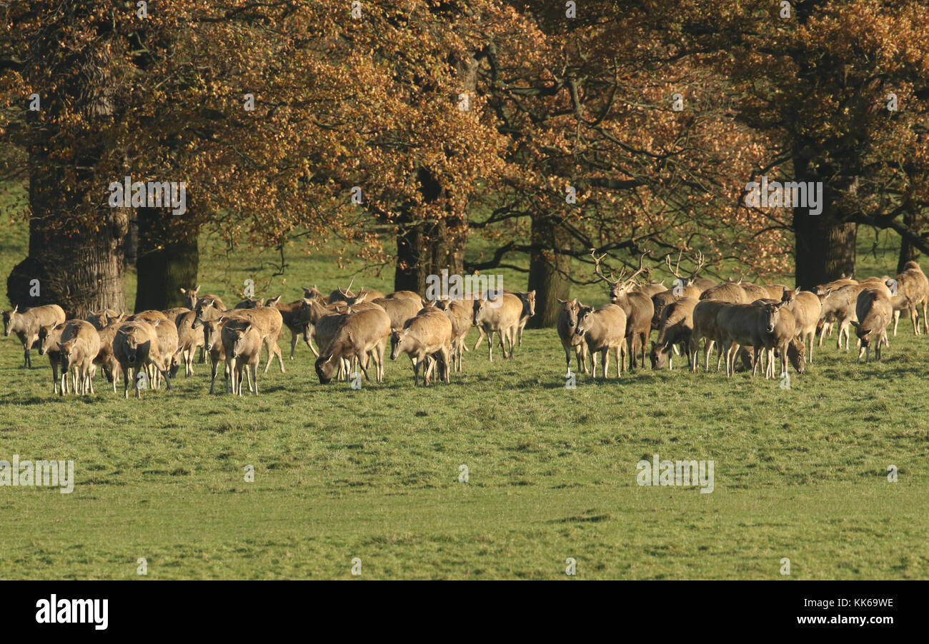 Père David's deer (Elaphurus davidianus), also known as the milu grazing in a field in front of a wooded area. Stock Photo