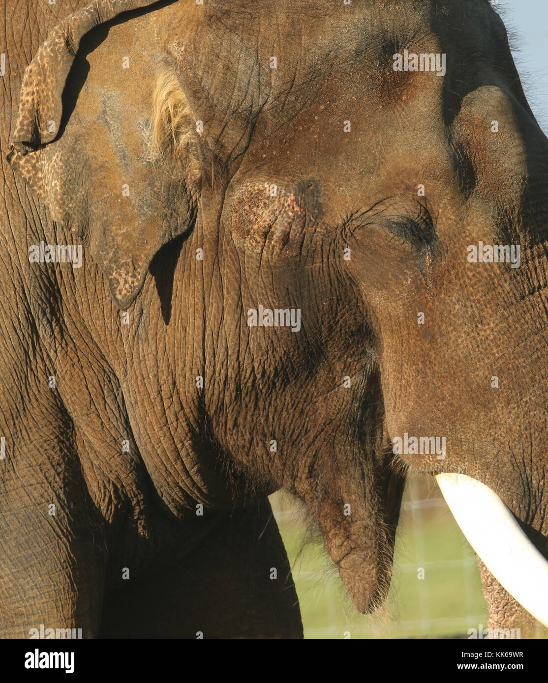 A head shot of a resting Asian Elephant. Stock Photo
