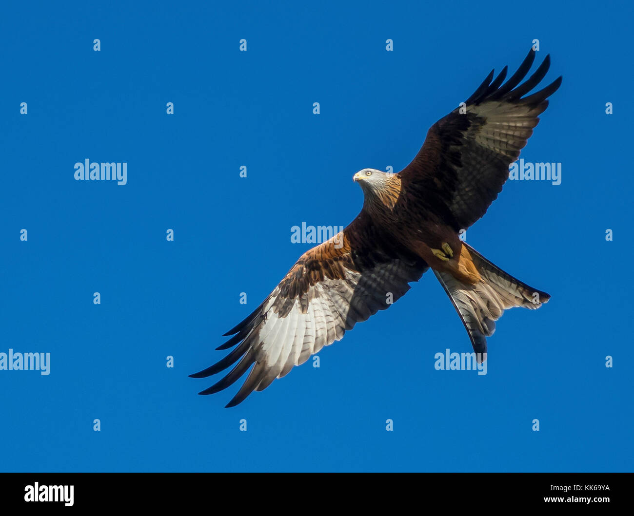 Red Kite bird Stock Photo