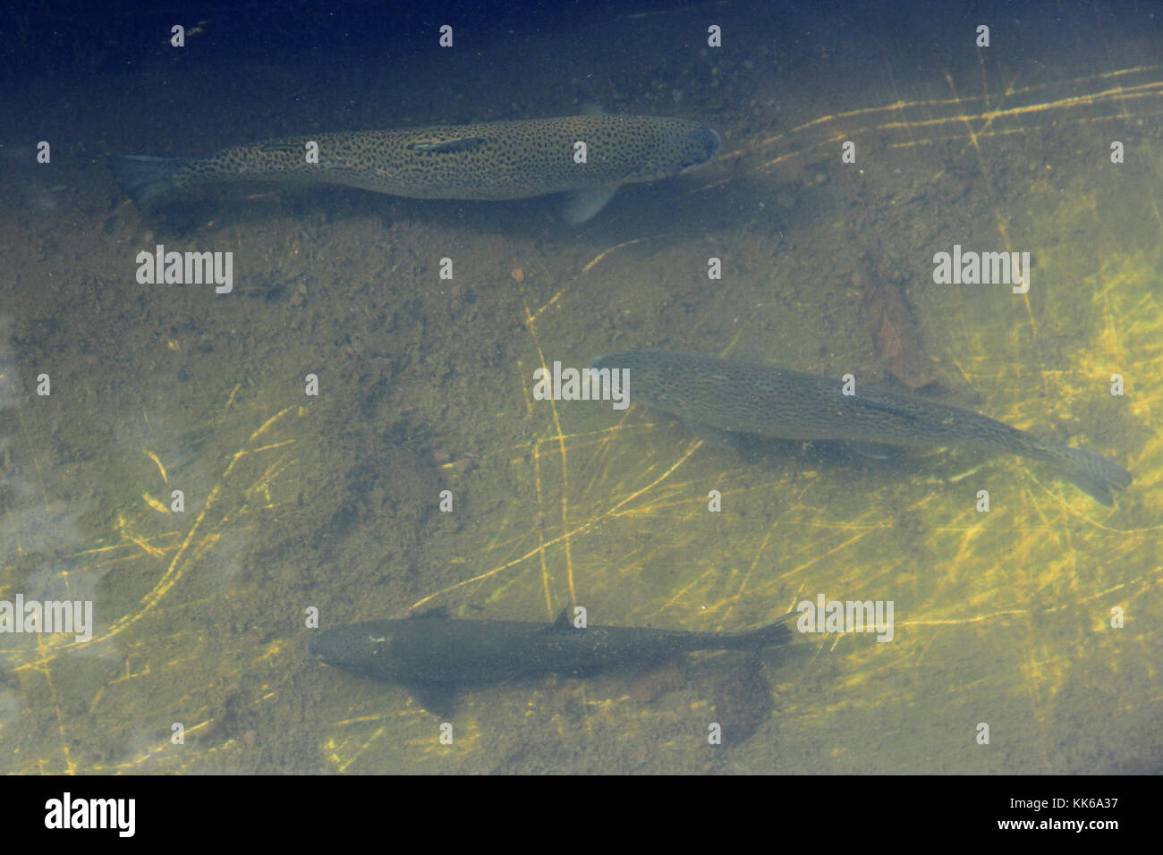 Rainbow trout in the water in the trout farm Stock Photo