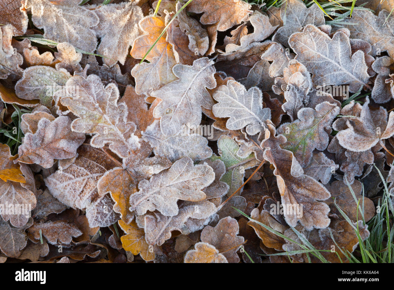 Frost covered oak tree leaves on ground on winter morning, Burwash, East Sussex, England, United Kingdom, Europe Stock Photo