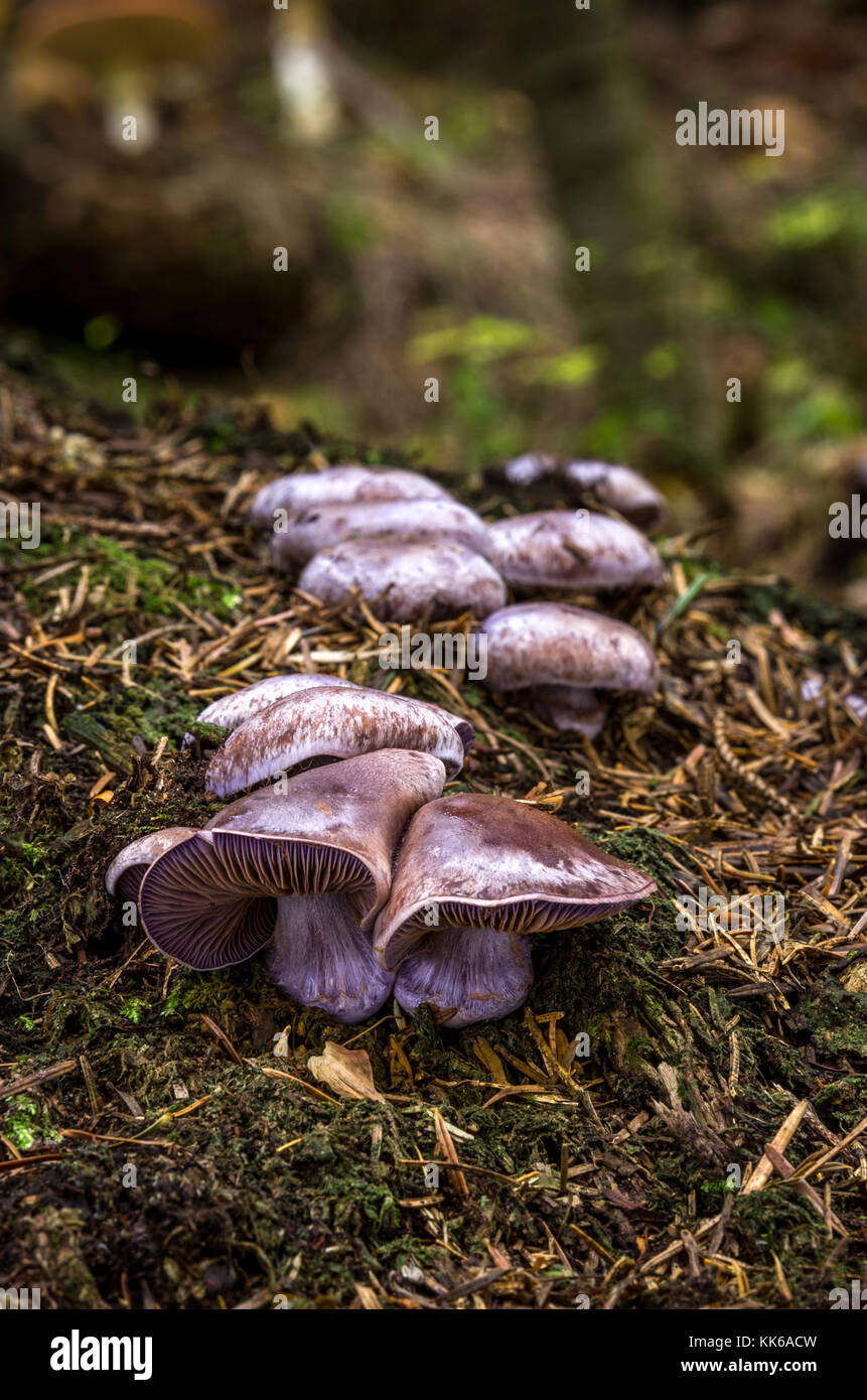 Inedible fungus grows in forests Central Europe, Cortinarius Stock Photo