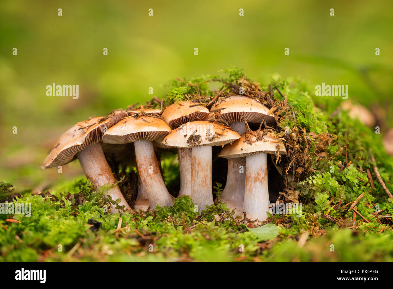 Inedible fungus grows in forests Central Europe, Cortinarius Stock Photo