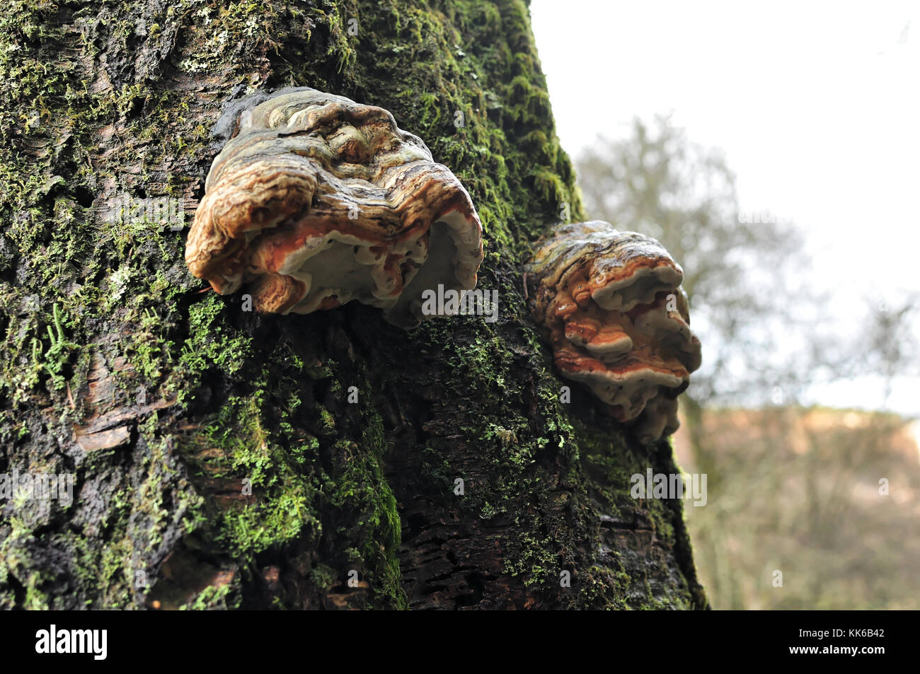 Tinder Bracket fungus FUNGI UK Fomes fomentarius on tree trunk bark in
