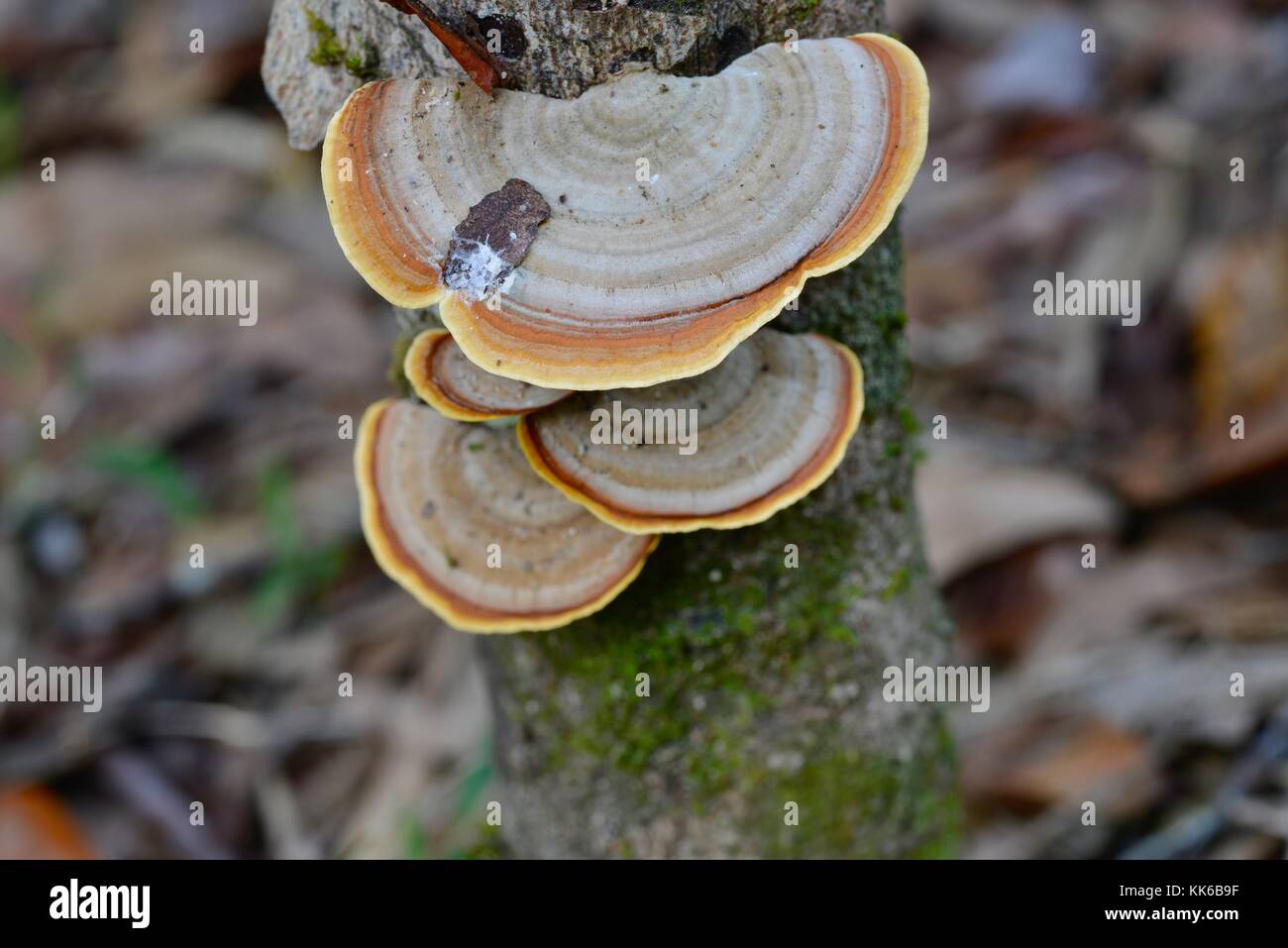 Bracket Fungus growing in Girringun National Park, Wallaman Falls, Queensland, Australia Stock Photo