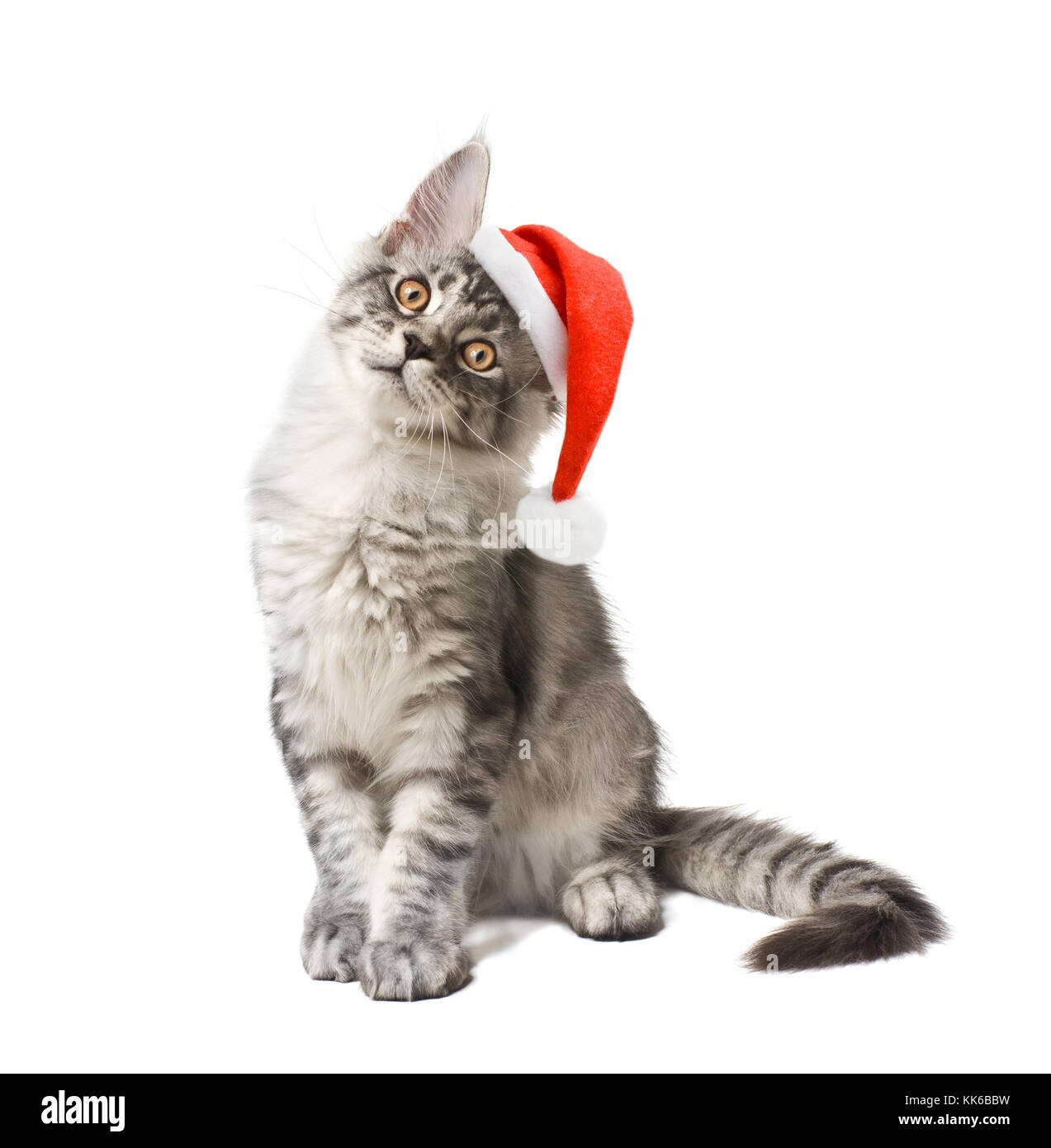 Kitten wearing a red hat as Santa Claus on a white background Stock Photo